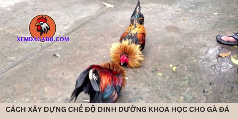 bi-quyet-nuoi-ga-da-cua-sat-dinh-duong