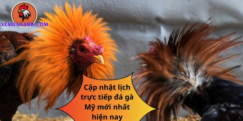 trực tiếp đá gà mỹ