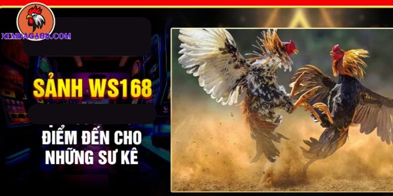 sảnh đá gà WS168