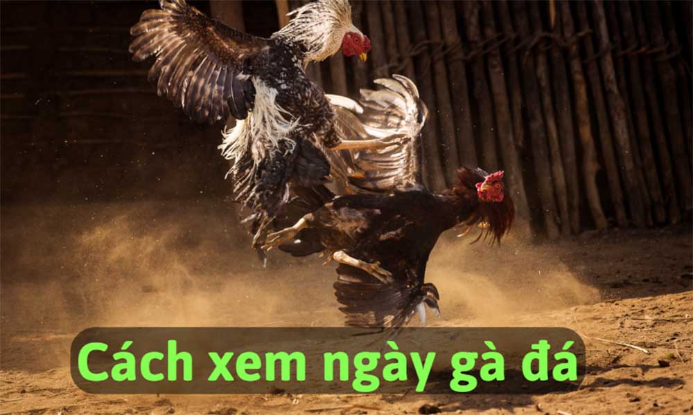 cach-xem-ngay-da-ga