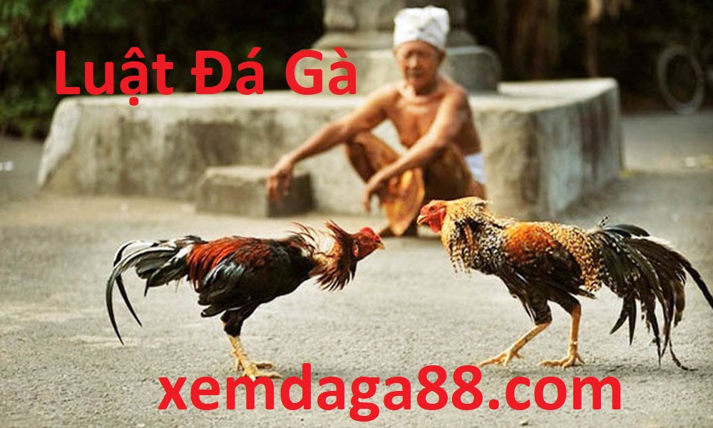 luật đá gà xemdaga88.net