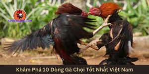 top-10-dong-ga-choi-tot-nhat-viet-nam