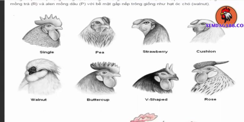 các loại mồng gà đá