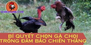 gà chọi trống