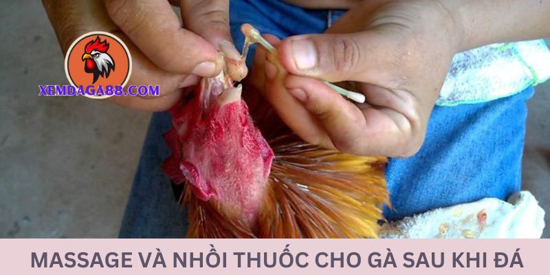 huong-dan-cham-soc-ga-nhoi-thuoc