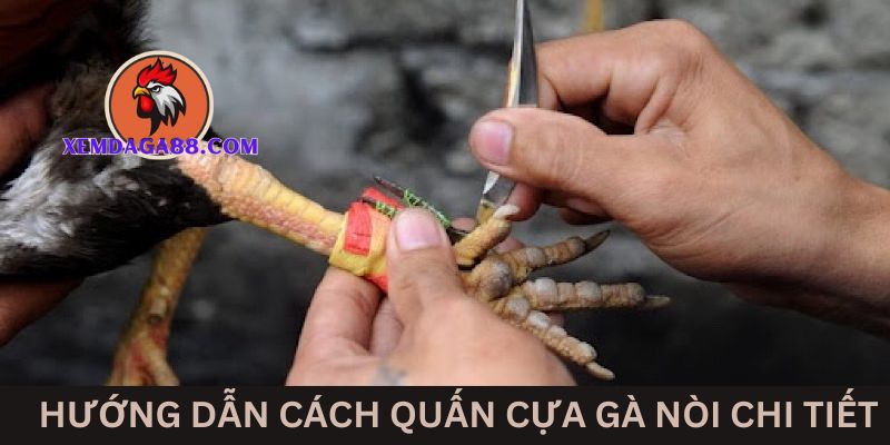 huong-dan-quan-cua-ga-noi