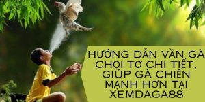 hướng dẫn vần gà chọi tơ