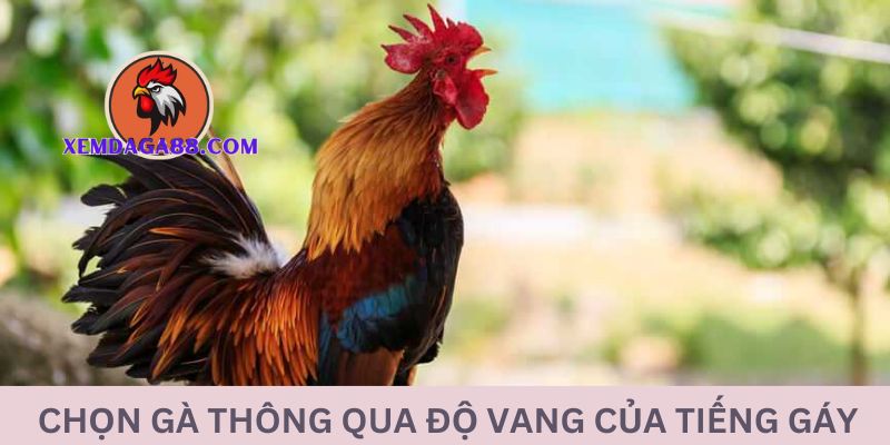 nhan-dien-ga-noi-qua-tieng-gay