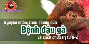 bệnh đậu gà