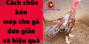 gà bị kén mép