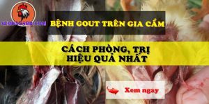 bệnh gout ở gà