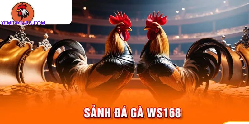 sảnh đá gà WS168